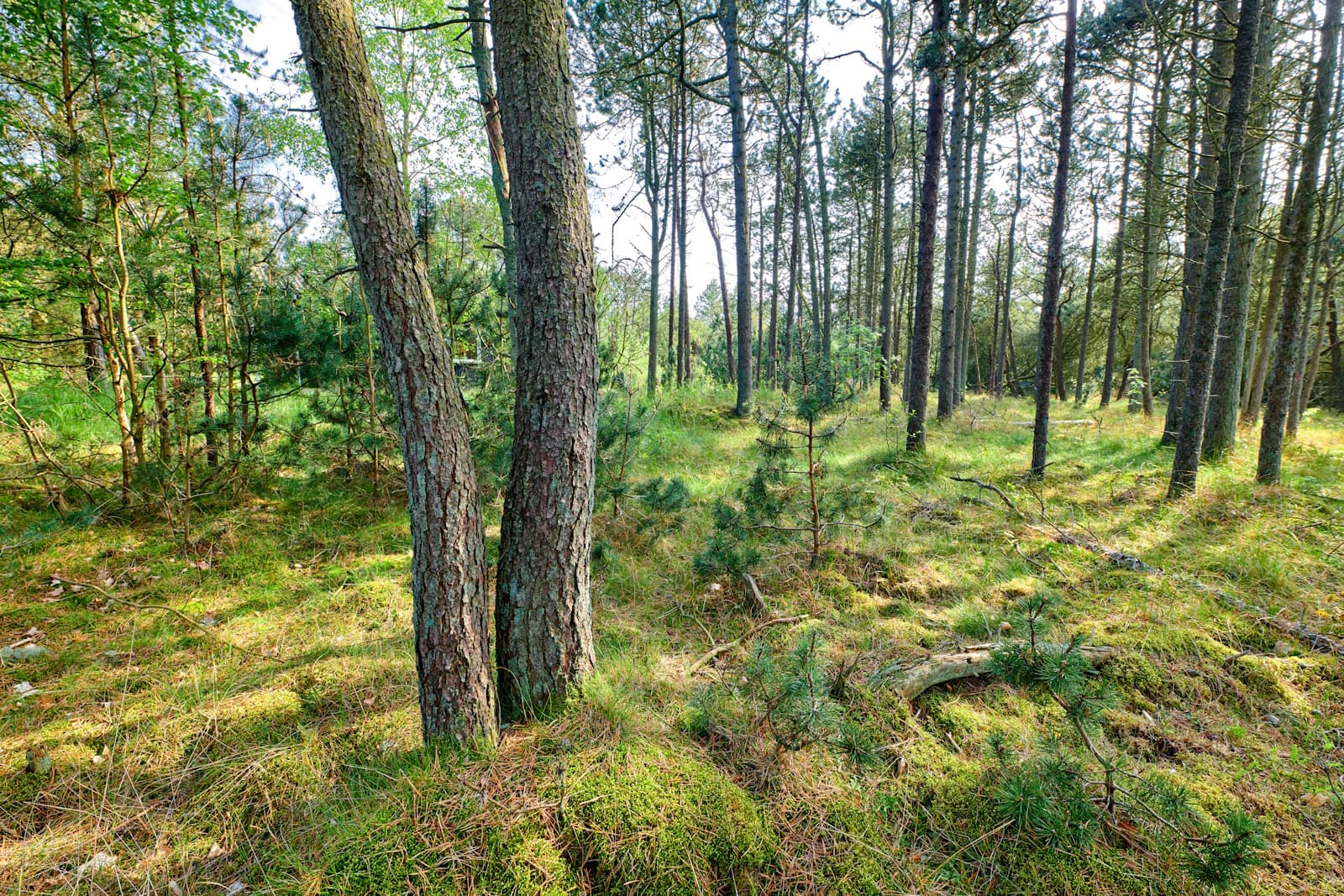 Tjuvar festade i Kungsberget